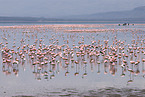 colonyof lesser flamingos